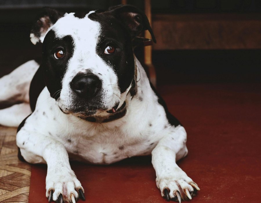 American Bully Standard Size Puppy - American Bully Standard Size Puppy