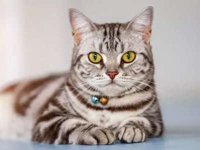 American Short Hair Kitten