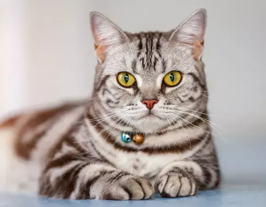American Short Hair Kitten - American Short Hair Kitten