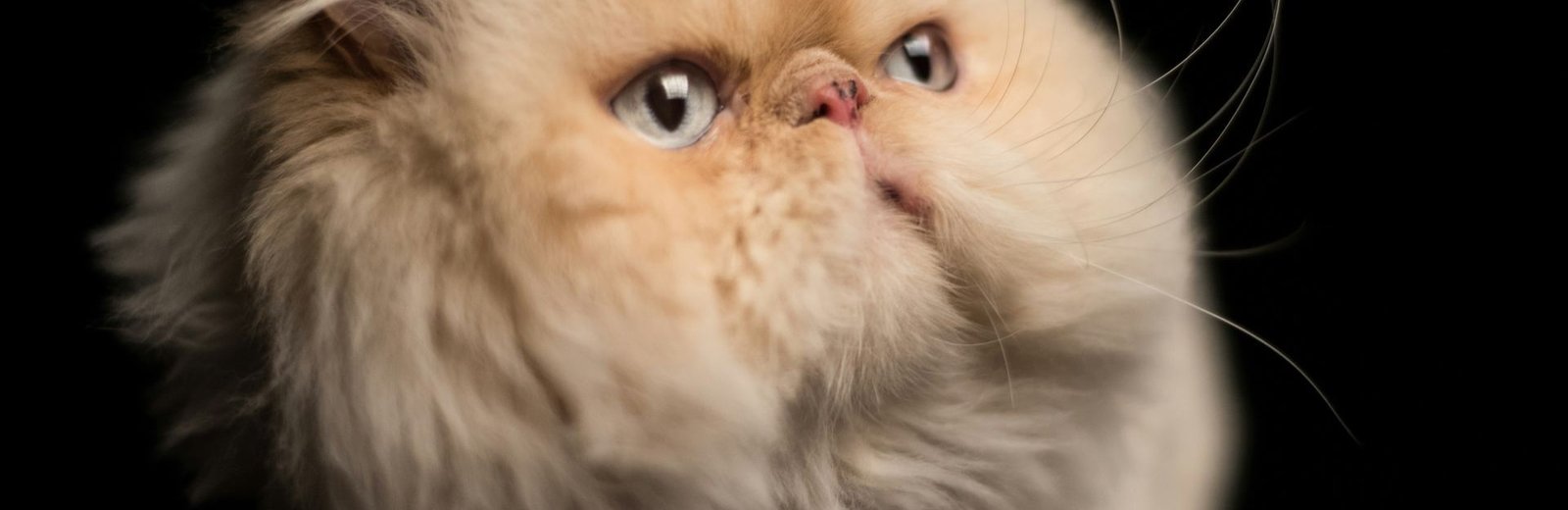 Cats & Kittens