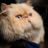 Persian Kitten (Punch Face) offered by Chandigarh Pets, Chandigarh - Persian Kitten (Punch Face)