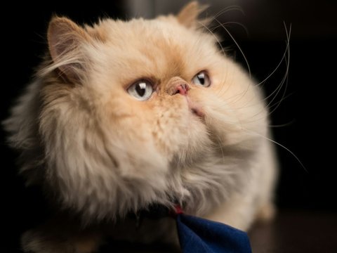 Persian Kitten (Punch Face) - Persian Kitten (Punch Face)