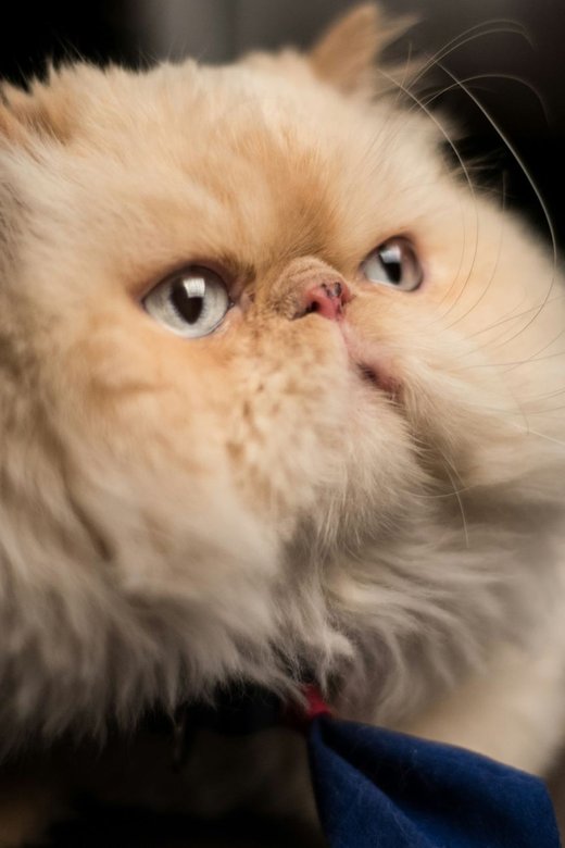 Persian Kitten (Punch Face)