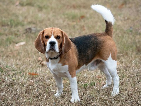 Beagle Black & Tan Puppy - Beagle Black & Tan Puppy