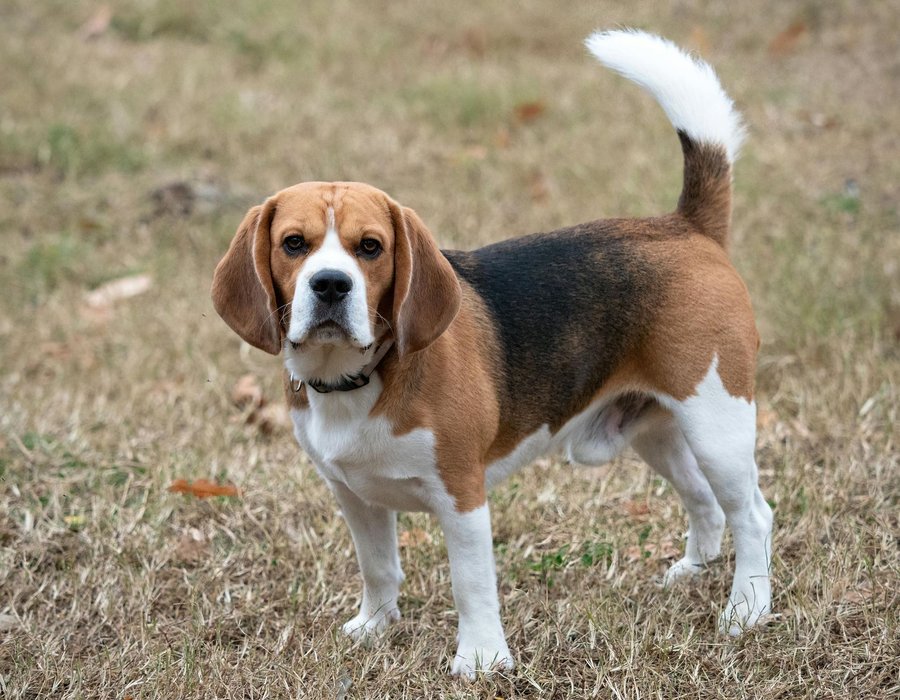 Beagle Black & Tan Puppy - Beagle Black & Tan Puppy