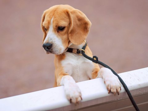 Beagle | Lemon & White | Puppy - Beagle | Lemon & White | Puppy