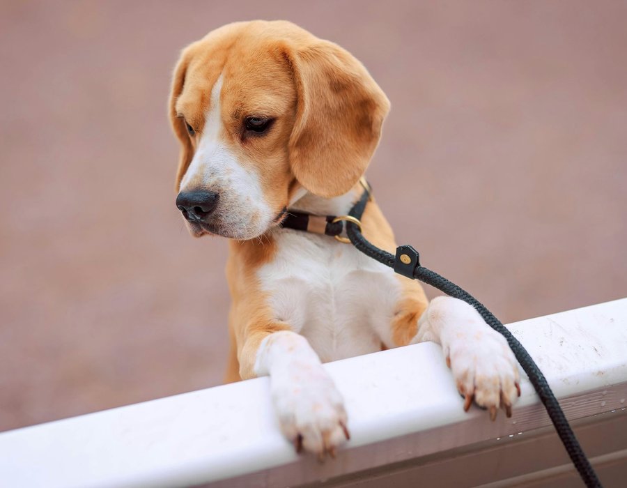 Beagle | Lemon & White | Puppy - Beagle | Lemon & White | Puppy
