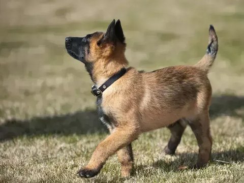 Belgian Malinois Puppy - Belgian Malinois Puppy