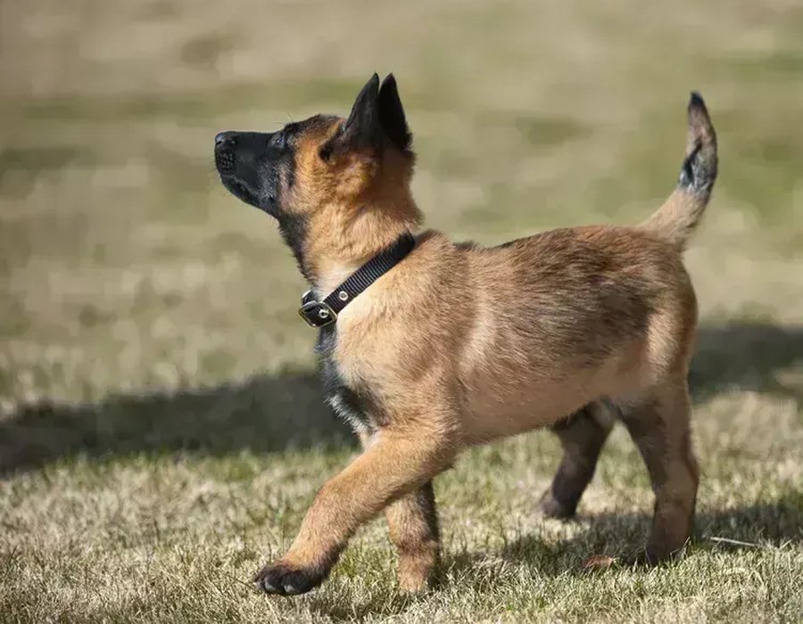 Belgian Malinois Puppy - Belgian Malinois Puppy