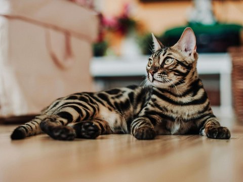Bengal Kitten - Bengal Kitten