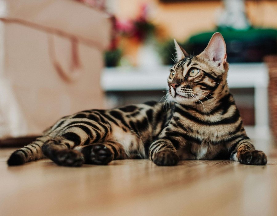 Bengal Kitten - Bengal Kitten