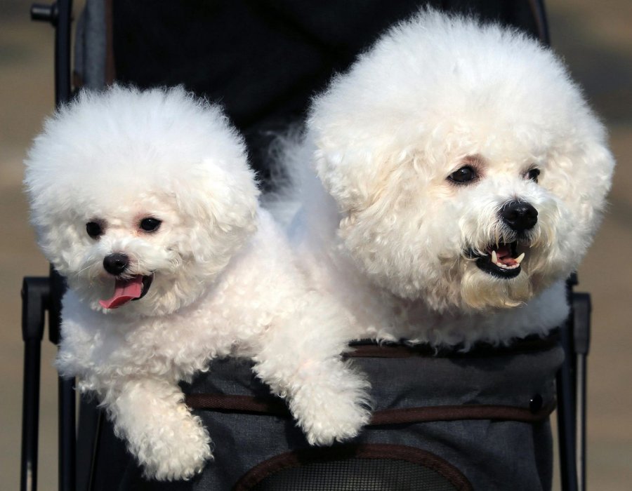 Bichon Frise Puppy - Bichon Frise Puppy