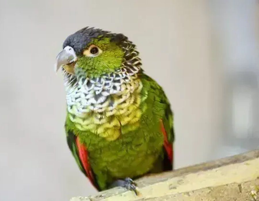 Black Capped Conure - Black Capped Conure