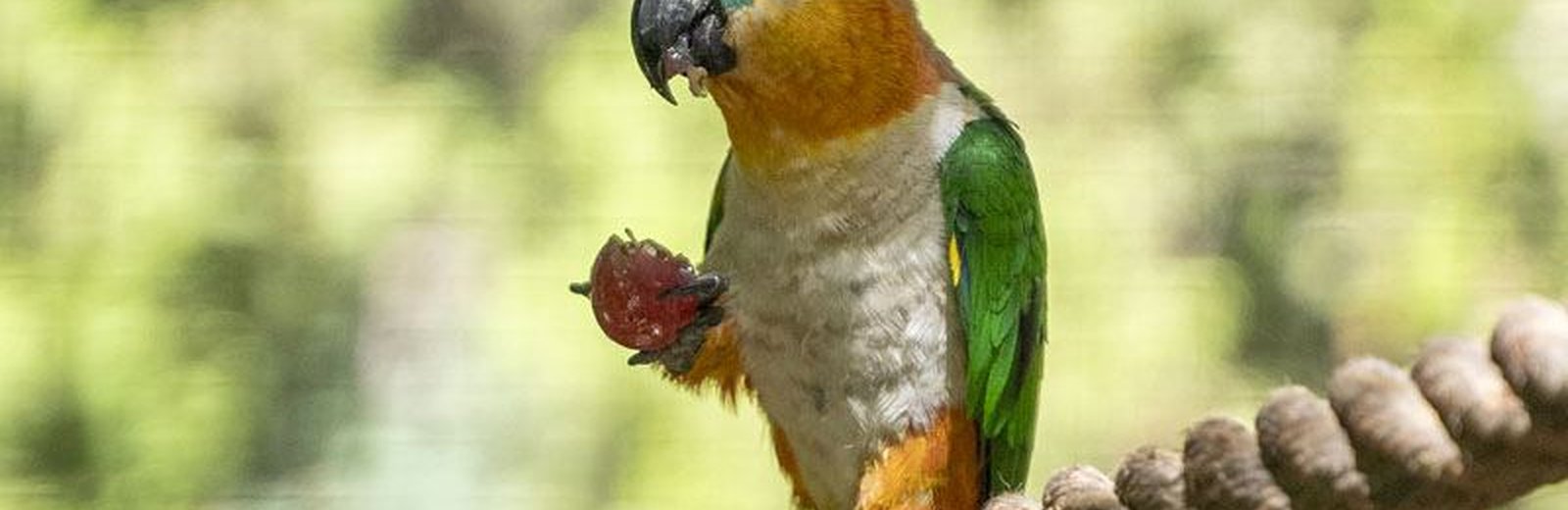 Exotic Birds & Chicks