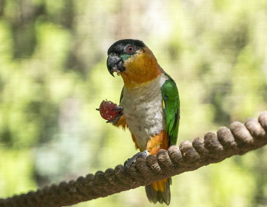 Black Headed Caique - Black Headed Caique