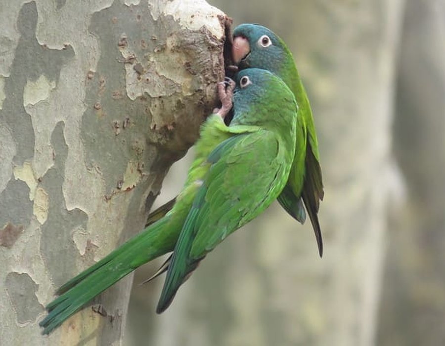 Blue Crown Conure - Blue Crown Conure
