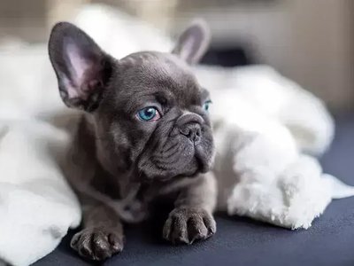 French Bulldog Puppy | Blue