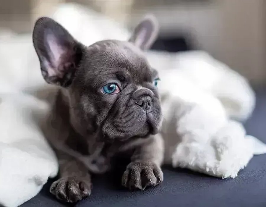 French Bulldog Puppy | Blue - French Bulldog Puppy | Blue
