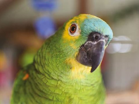 Blue Fronted Amazon - Blue Fronted Amazon