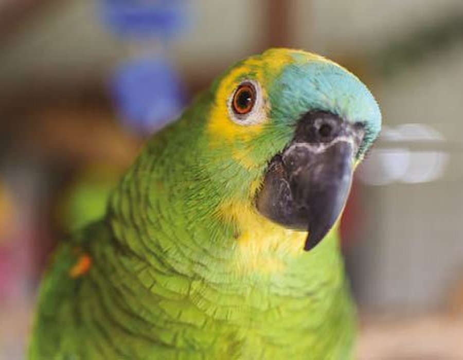 Blue Fronted Amazon - Blue Fronted Amazon