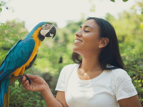 Blue & Gold Macaw - Blue & Gold Macaw