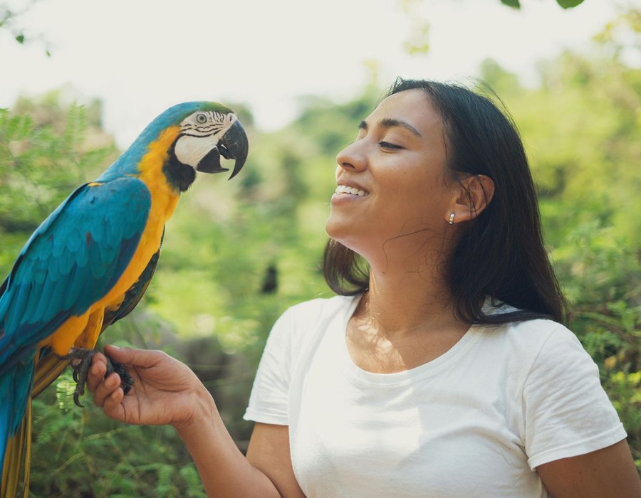 Blue & Gold Macaw - Blue & Gold Macaw