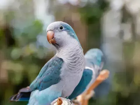 Blue Monk | Blue Quaker Parrot - Blue Monk | Blue Quaker Parrot