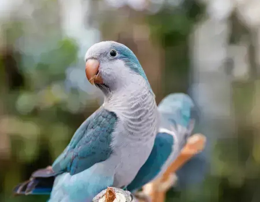 Blue Monk | Blue Quaker Parrot - Blue Monk | Blue Quaker Parrot
