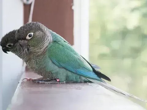 Blue Sided | Turquoise Conure - Blue Sided | Turquoise Conure