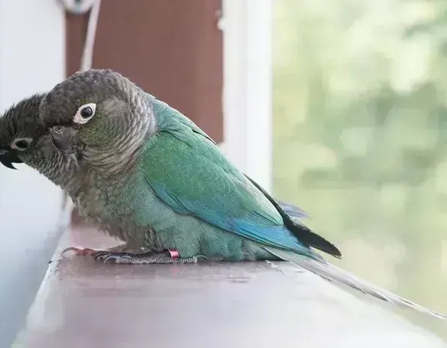 Blue Sided | Turquoise Conure - Blue Sided | Turquoise Conure