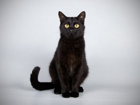 Bombay Kitten - Bombay Kitten