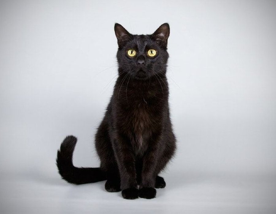 Bombay Kitten - Bombay Kitten