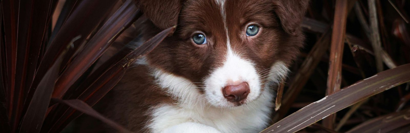 Dogs & Puppies