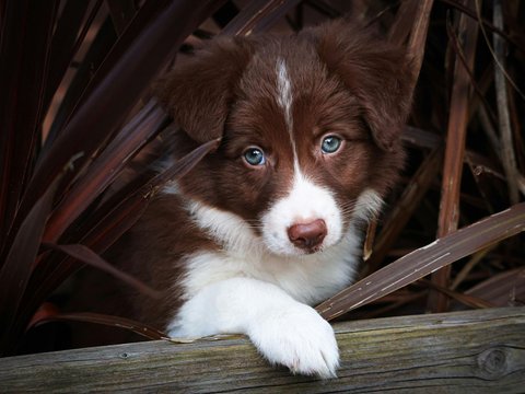 Border Collie Puppy - Border Collie Puppy