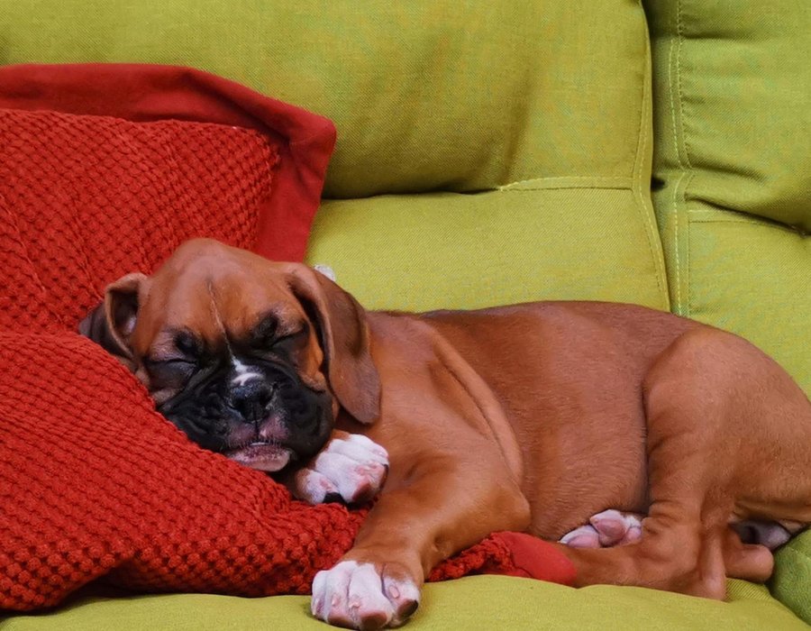 Boxer Puppy - Boxer Puppy