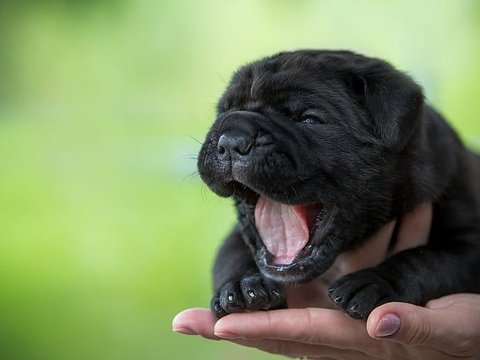 Cane Corso Puppy - Cane Corso Puppy