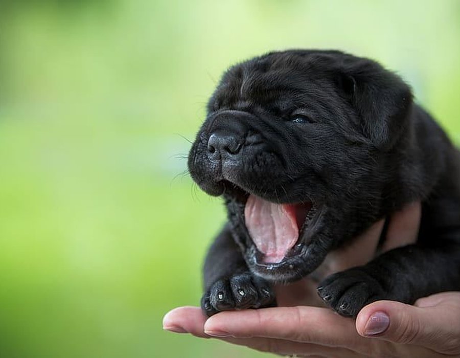 Cane Corso Puppy - Cane Corso Puppy