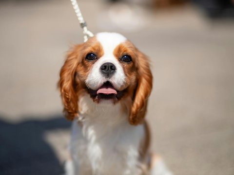 Cavalier King Charles Spaniel Puppy - Cavalier King Charles Spaniel Puppy