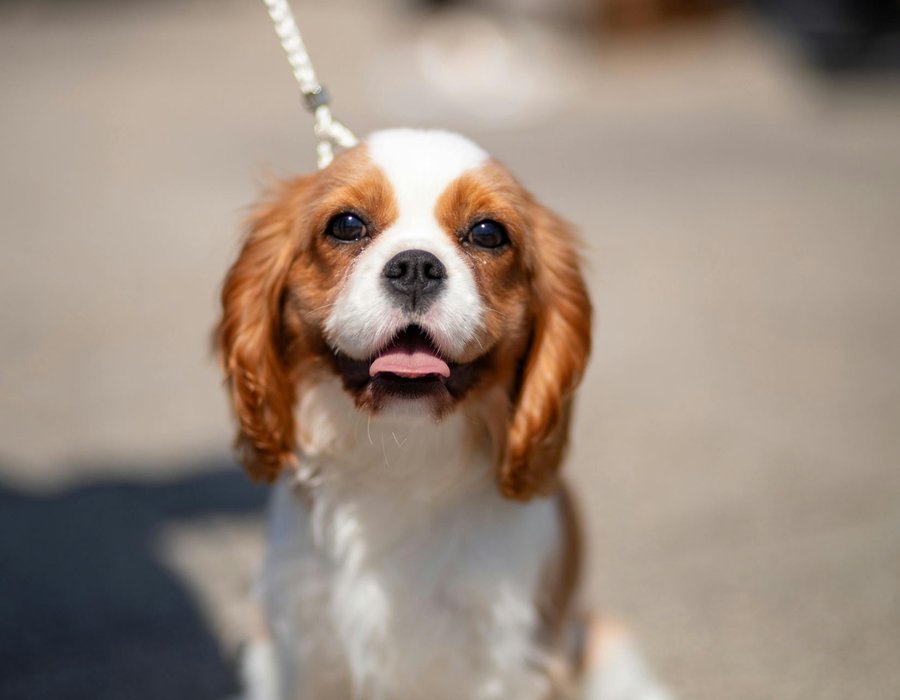 Cavalier King Charles Spaniel Puppy - Cavalier King Charles Spaniel Puppy