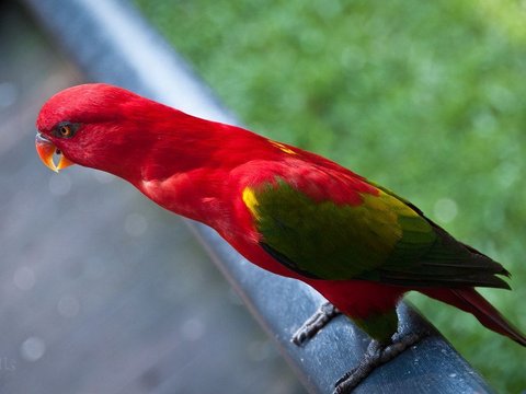 Chattering Lorikeet - Chattering Lorikeet