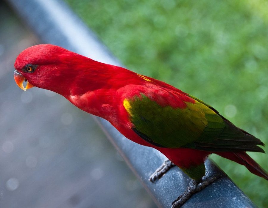 Chattering Lorikeet - Chattering Lorikeet