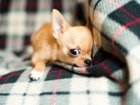 Chihuahua Puppy - Chihuahua Puppy