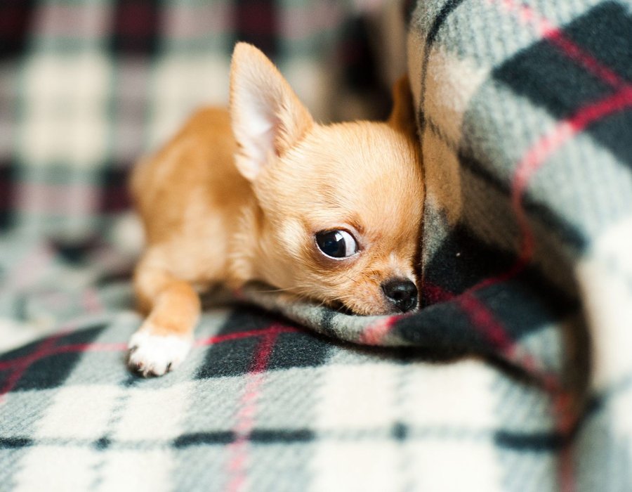 Chihuahua Puppy - Chihuahua Puppy