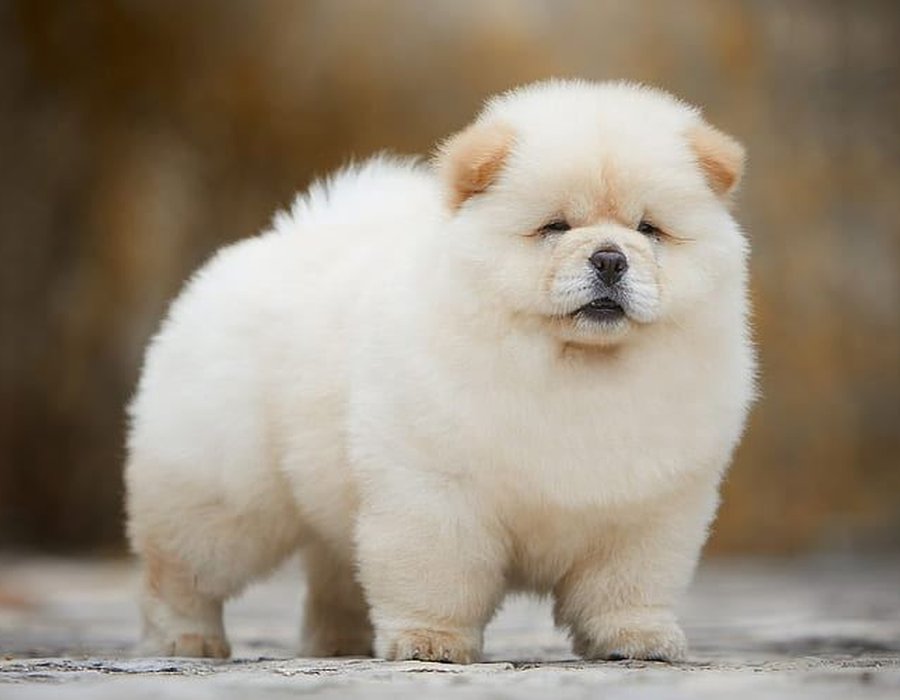 Chow Chow Puppies - Chow Chow Puppies
