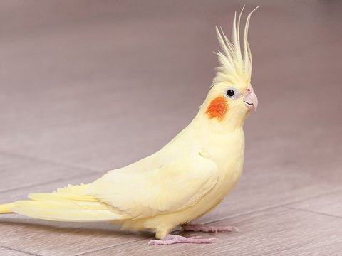 Cockatiel - Cockatiel