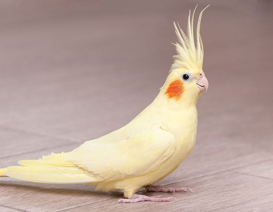 Cockatiel - Cockatiel