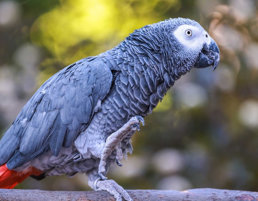 African Grey Parrot - African Grey Parrot