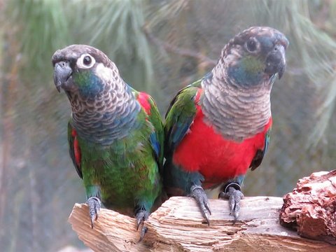 Crimson Bellied Conure - Crimson Bellied Conure