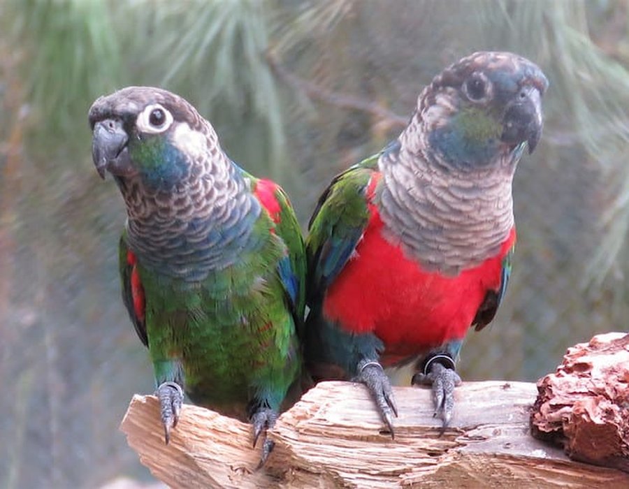 Crimson Bellied Conure - Crimson Bellied Conure
