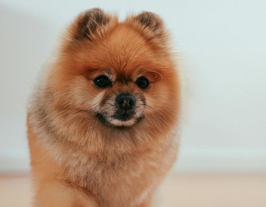 Culture Pom Puppy - Culture Pom Puppy